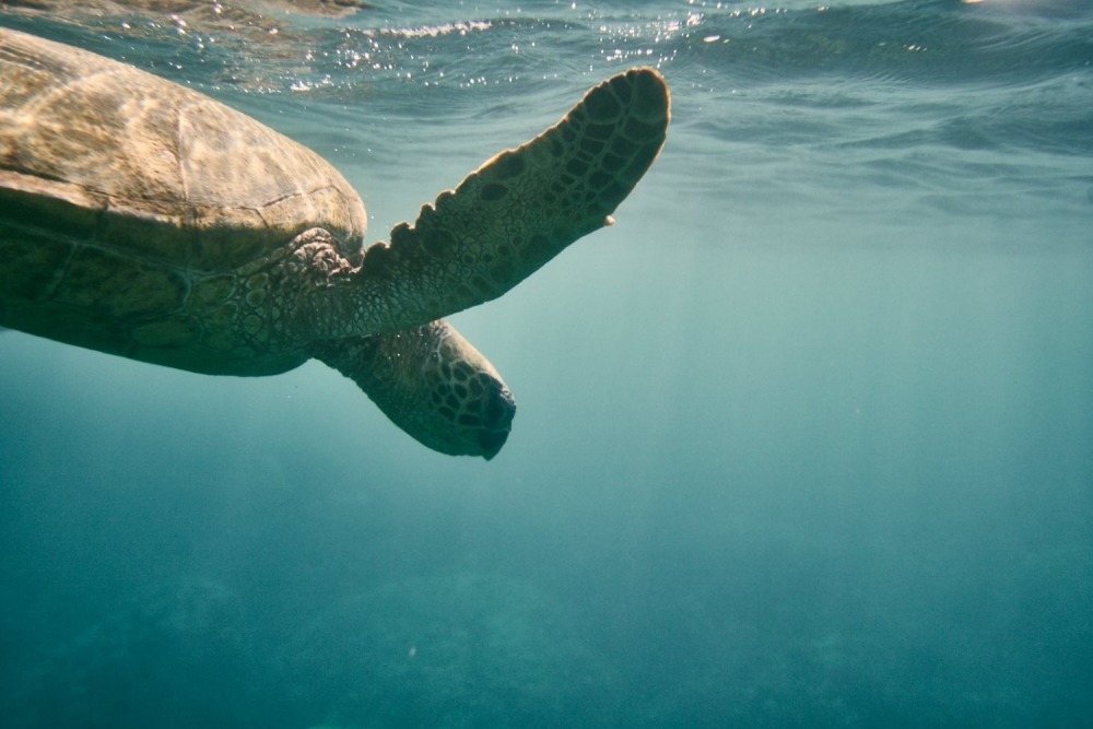  Linda Leitner Photography