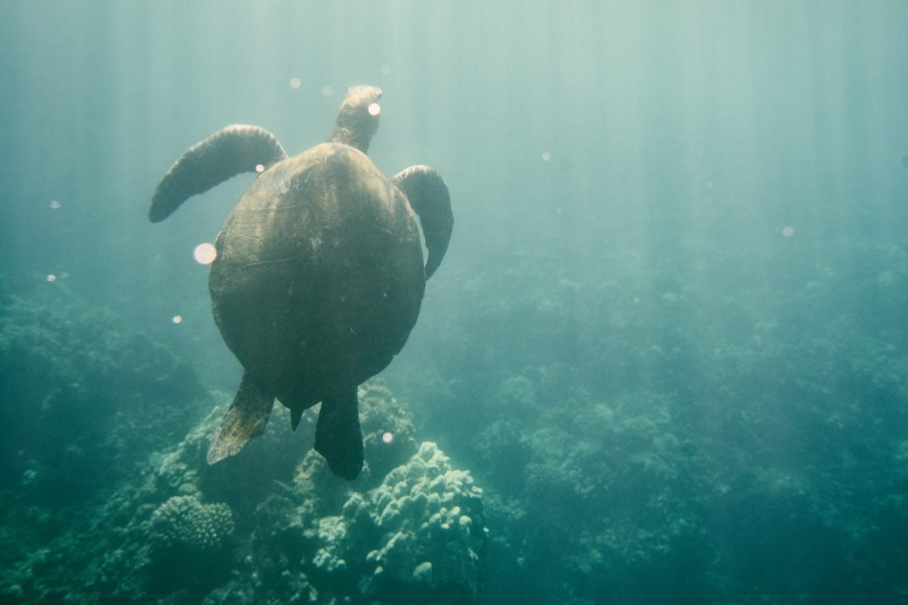  Linda Leitner Photography