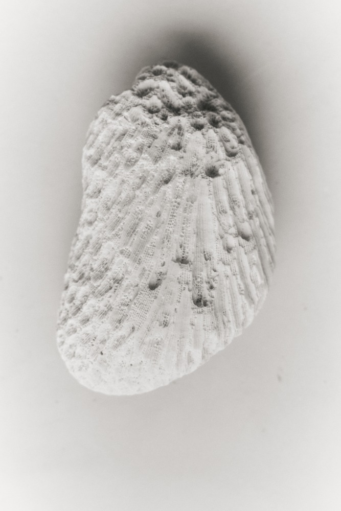 Linda Leitner Photography